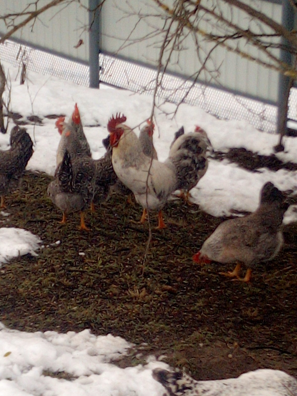 Петух Борковская барвистая