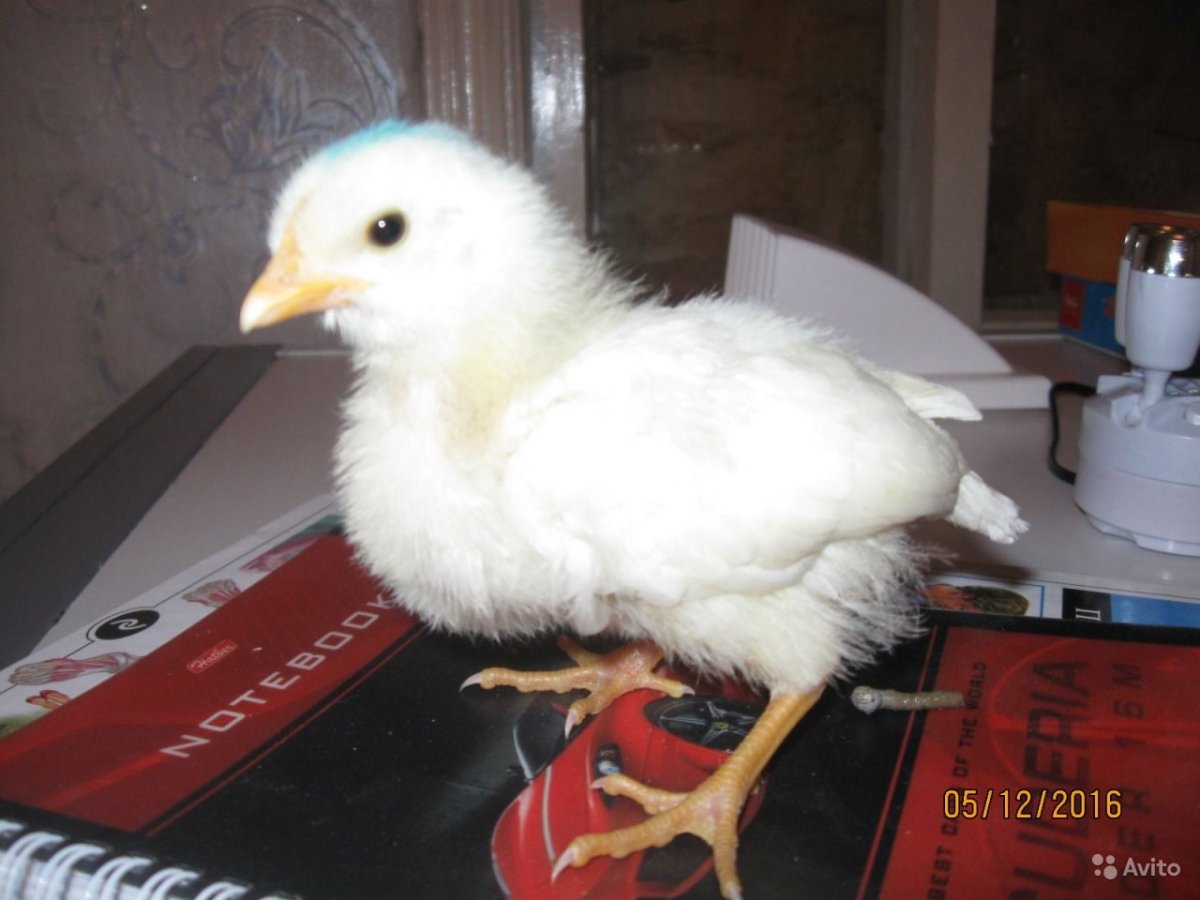 Мехеленская Кукушка цыплята суточные аутентичность