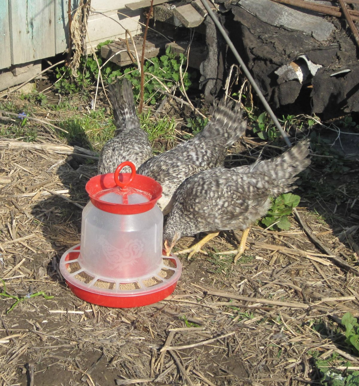 Барковская борвистая Петушки 4 мес
