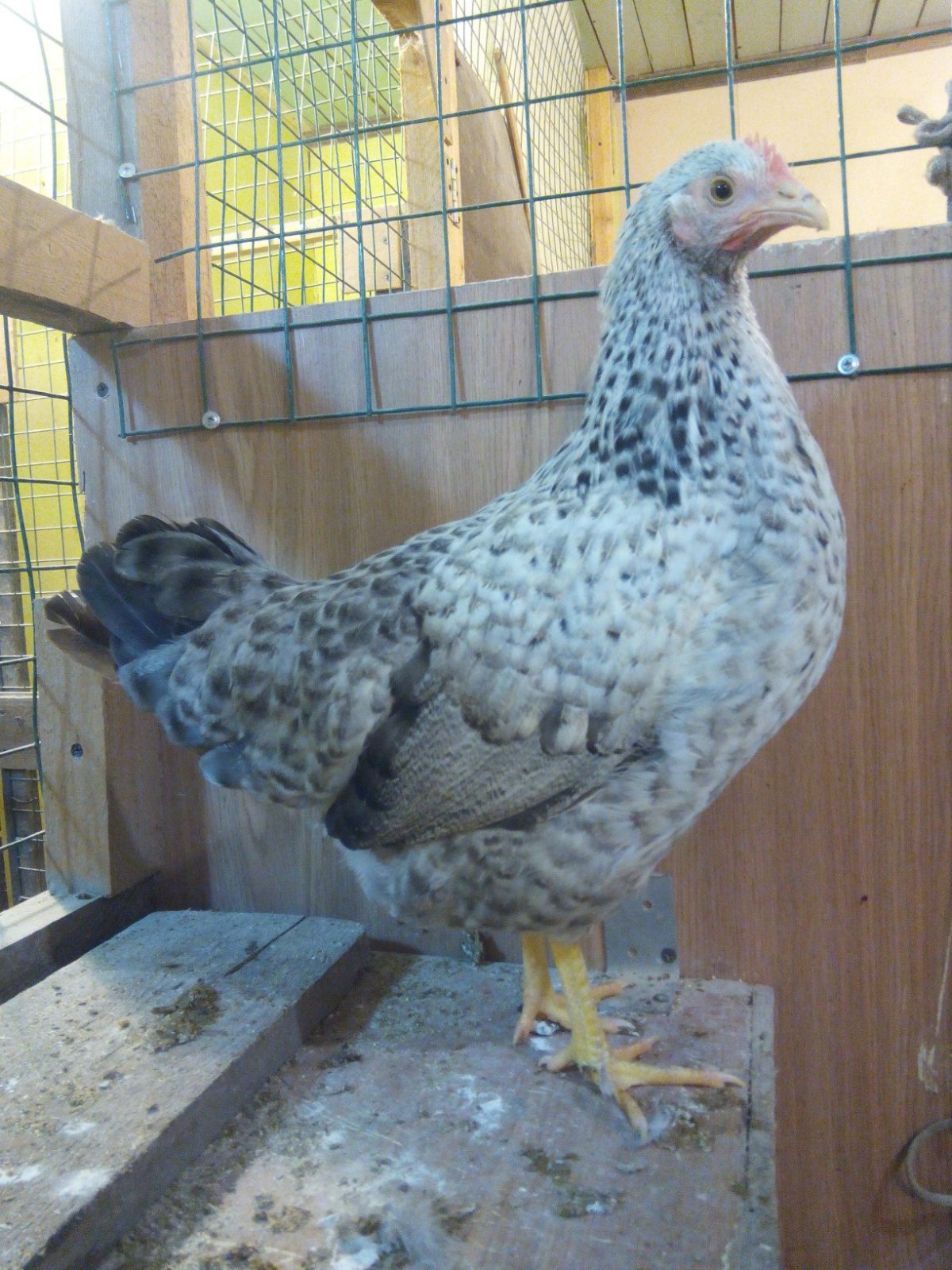 Борковская барвистая куры два месяца