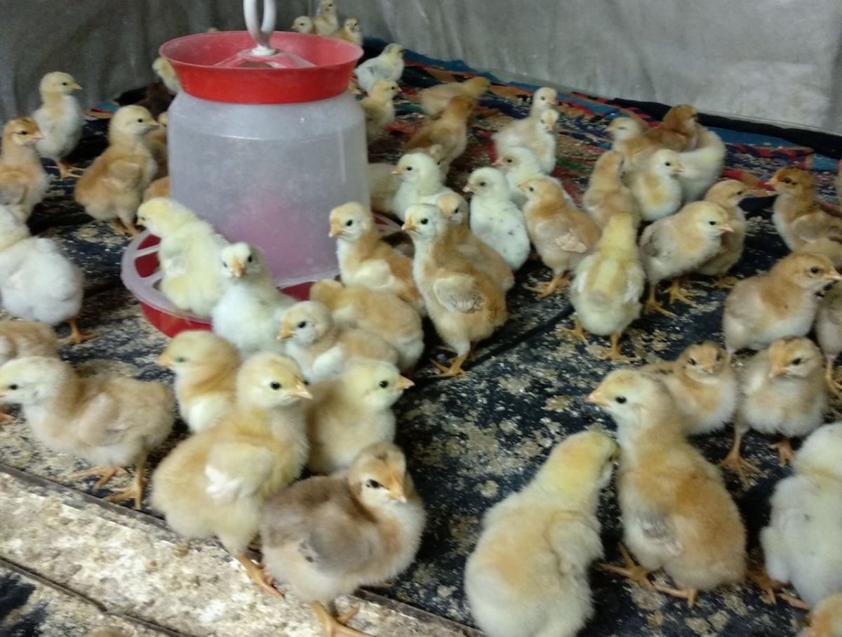 Павловская яйценосная порода кур