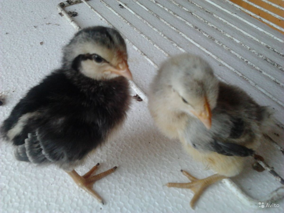 Цыплята Борковская