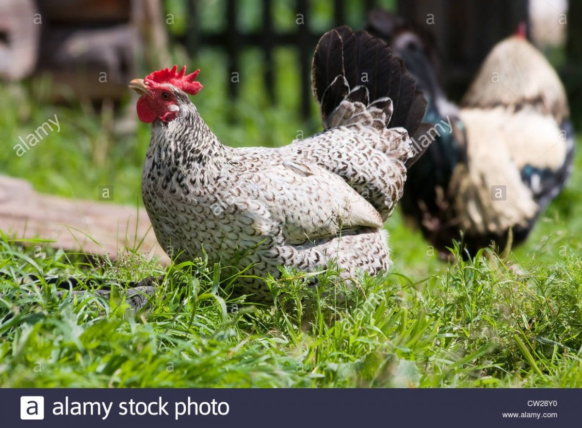 Куры Борковская барвистая