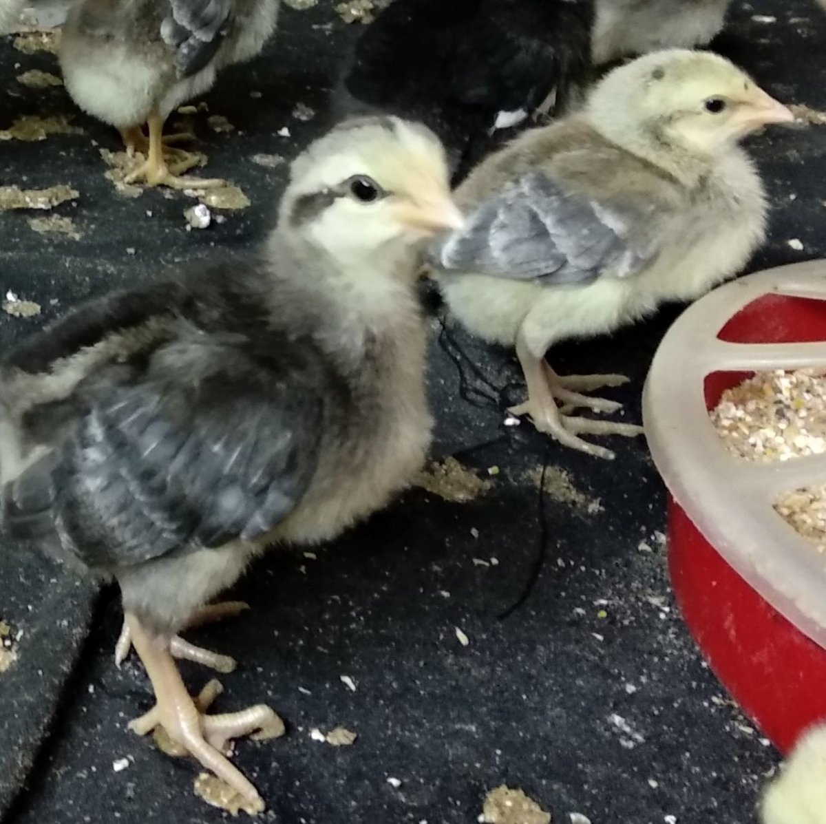 Борковская барвистая отличить цыплят