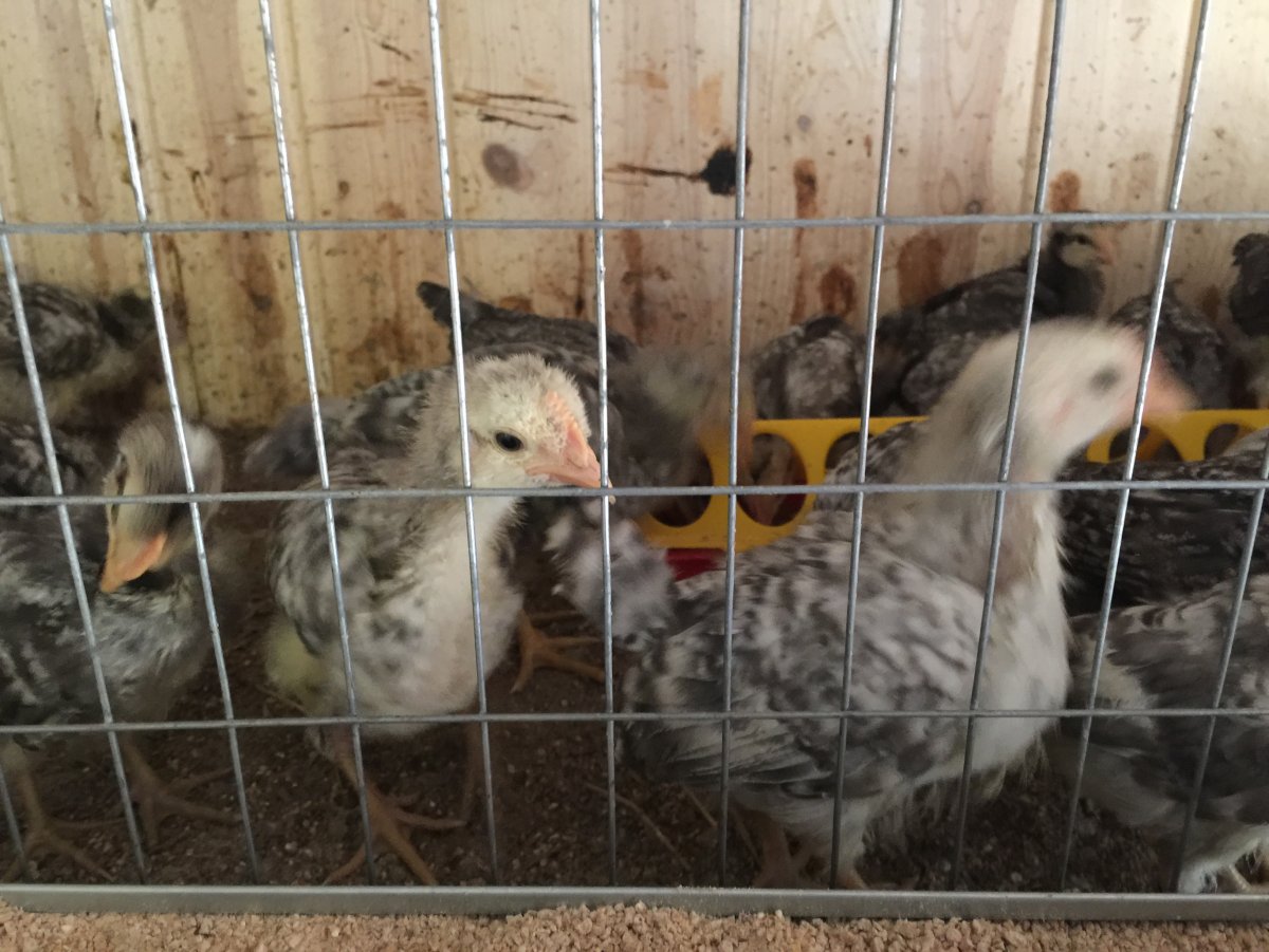 Борковская барвистая какие яйца