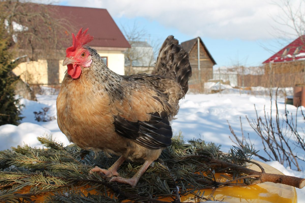 Куры Борковская барвистая