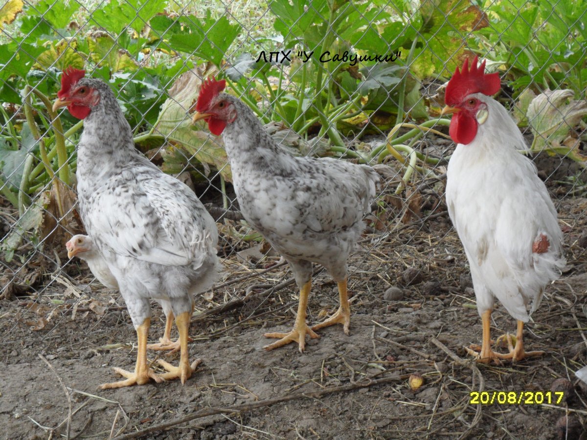 Барковская барвистая куры яйца