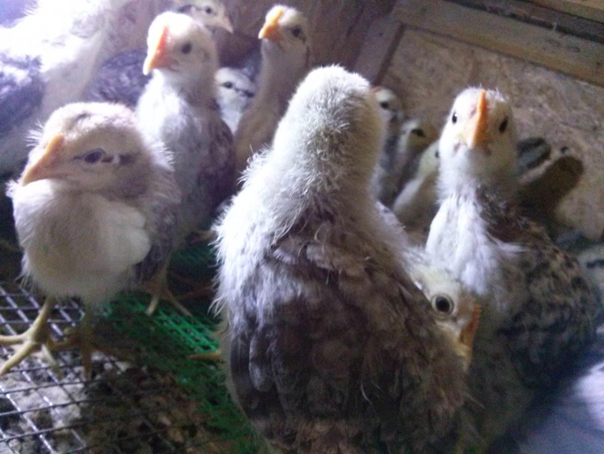 Московская барвистая куры