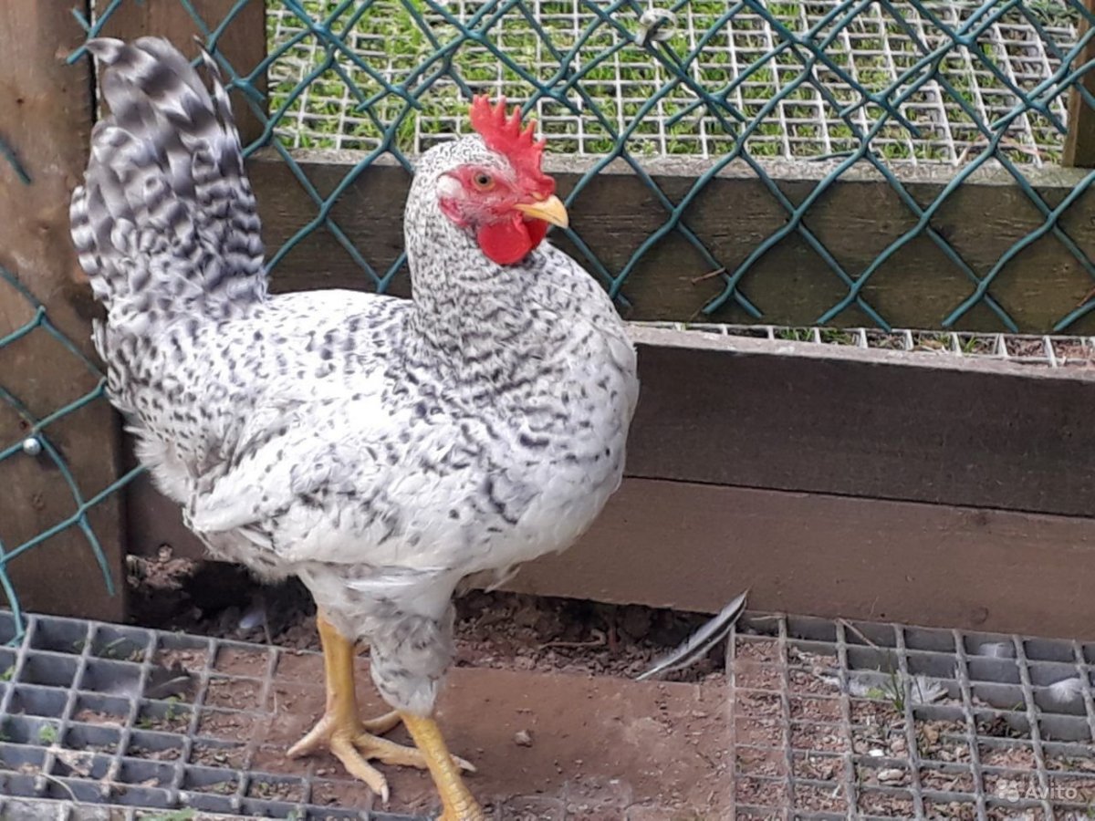 Борковская барвистая порода кур купить