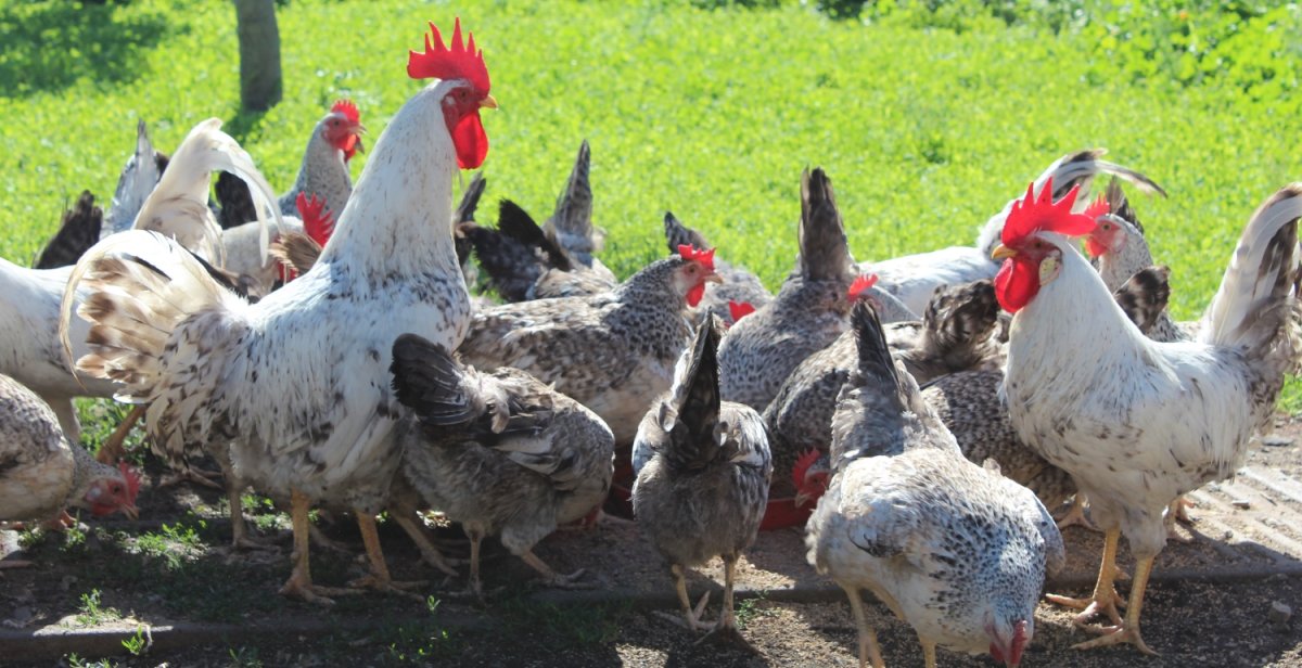 Борковская барвистая цыплята