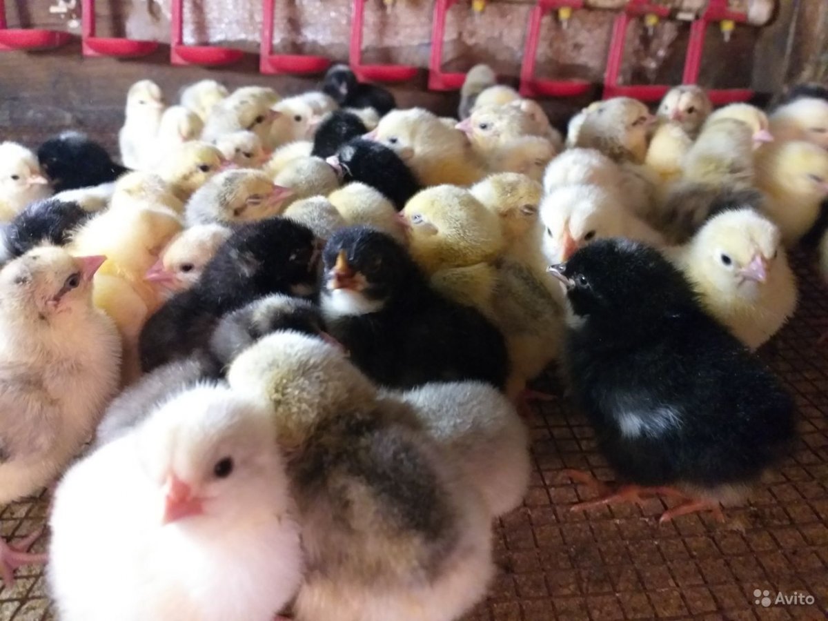 Вельзумер порода кур цыплята
