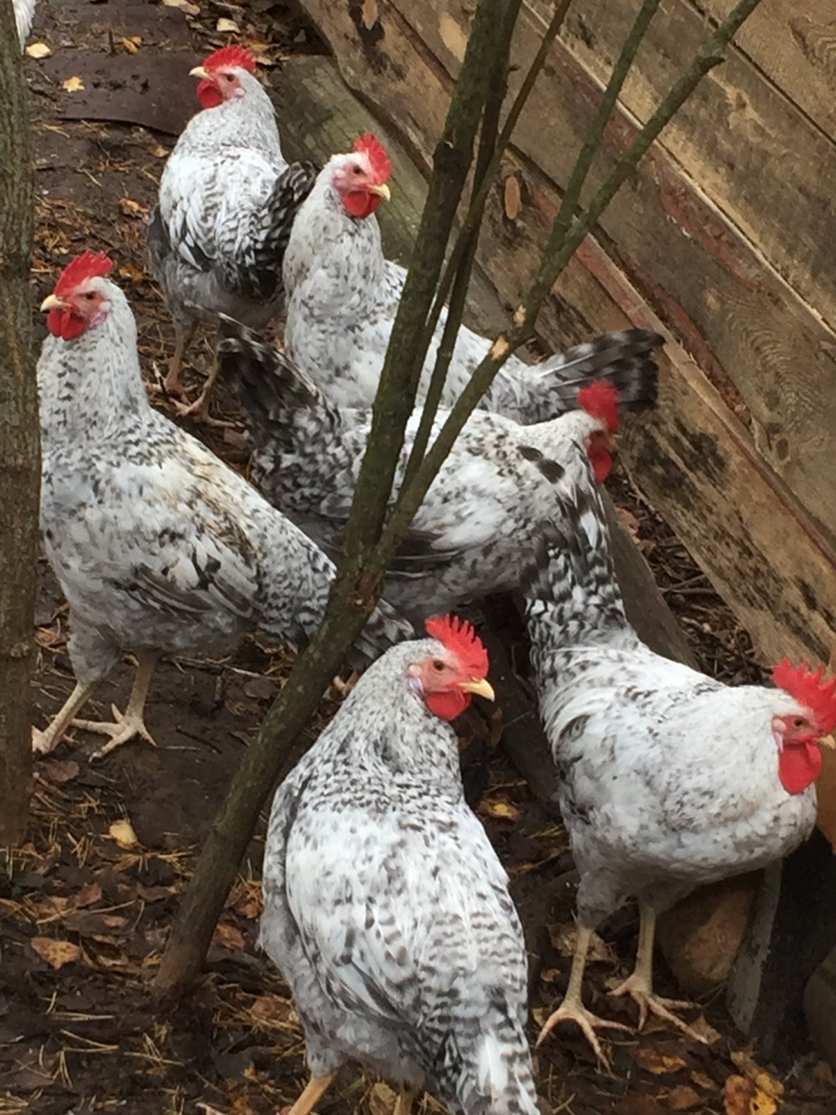 Барковская Барвиста