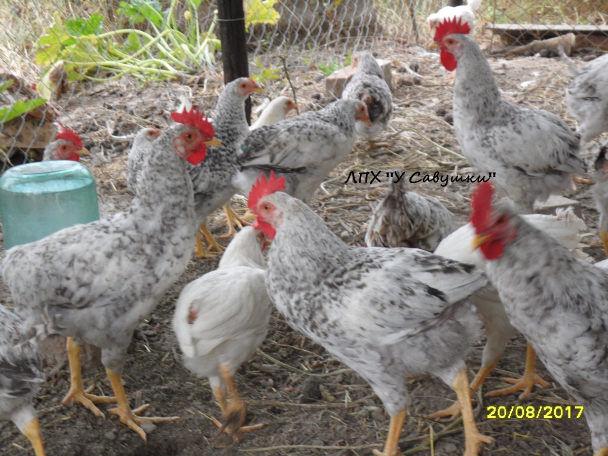 Кызылкия Борковская барвистая