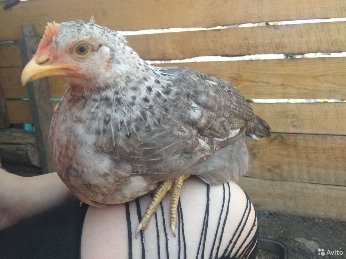 Московская барвистая куры