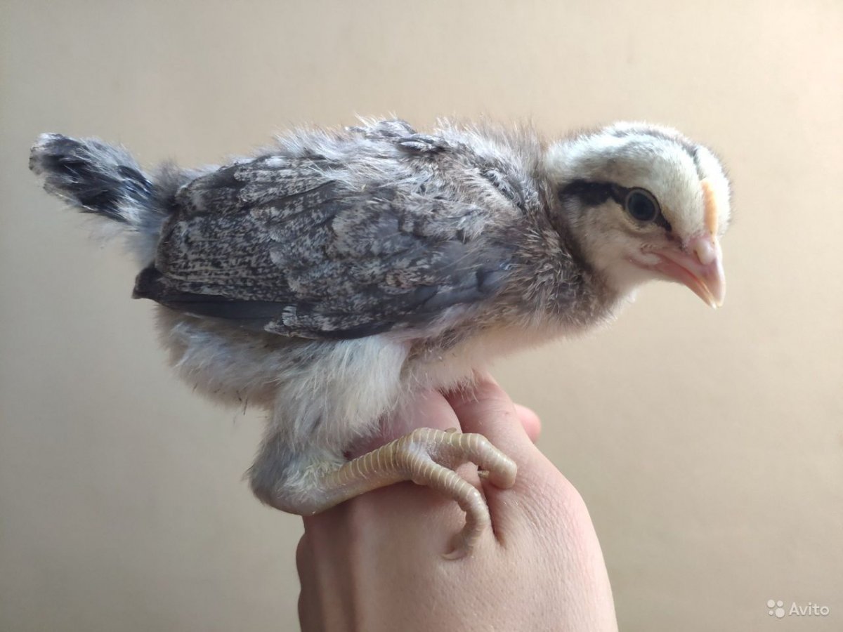 Отбор ия Борковская барвистая