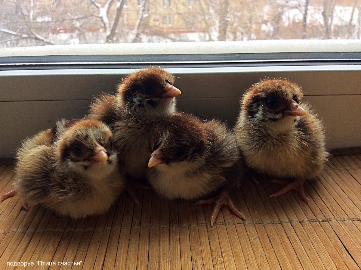 Стандарт Борковская барвистая