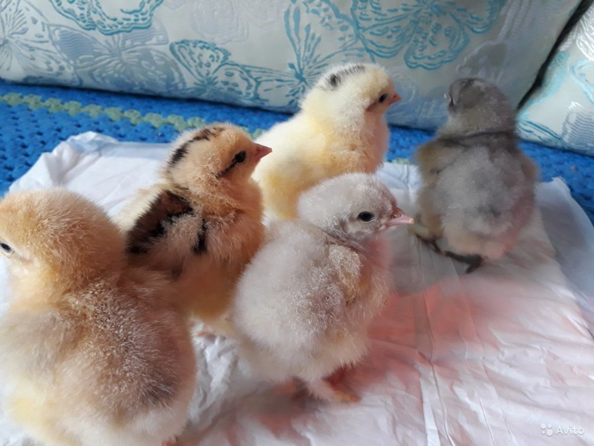 Авито Шарья животные