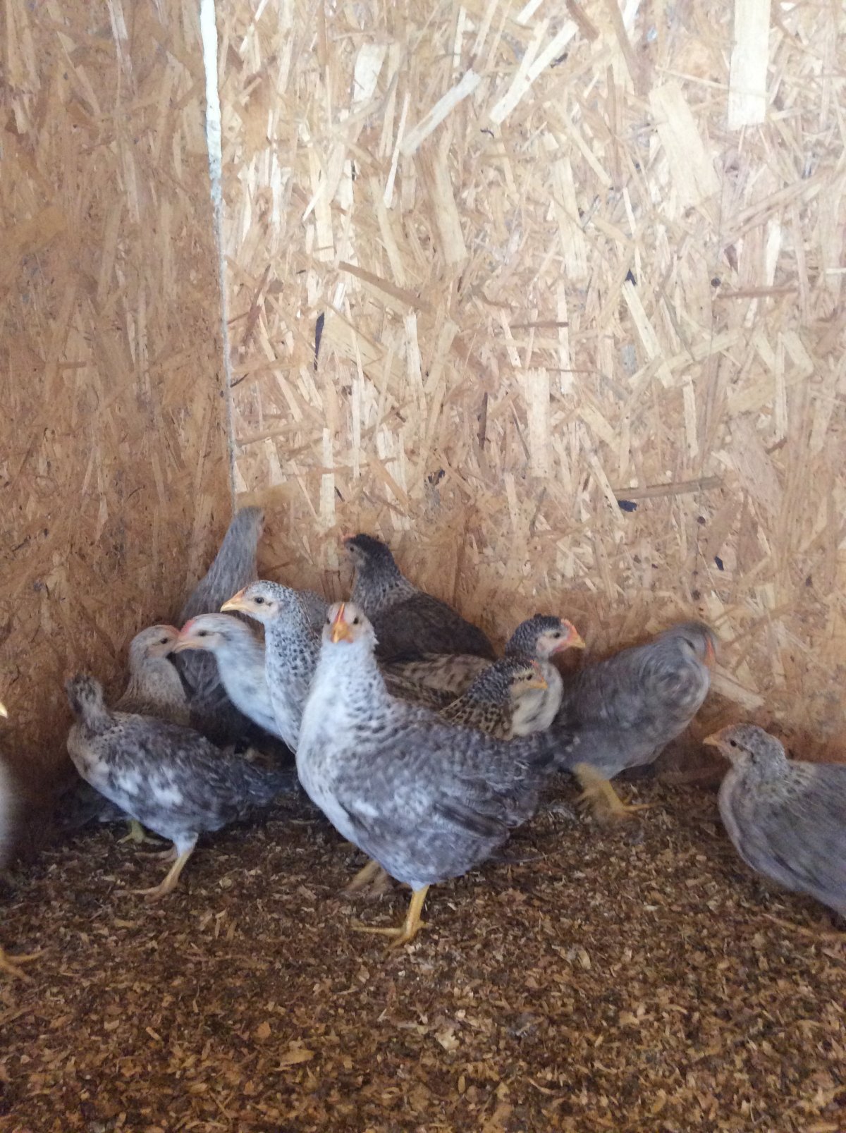 Борковская барвистая цыплят 1 месяц