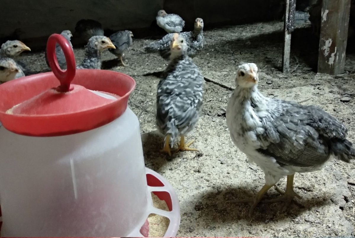 Пушкинская Борковская куры