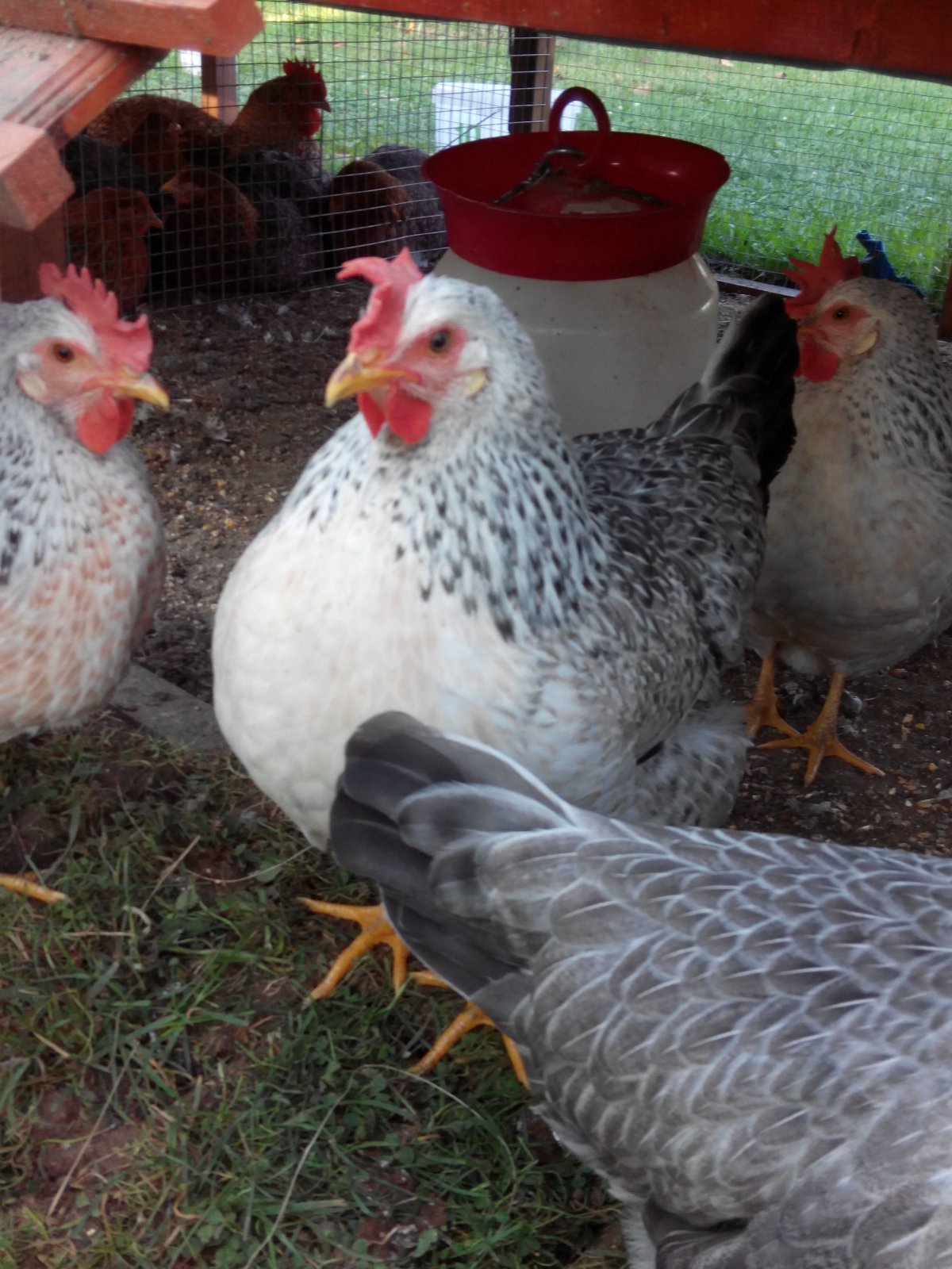 Леггорн Борковская барвистая