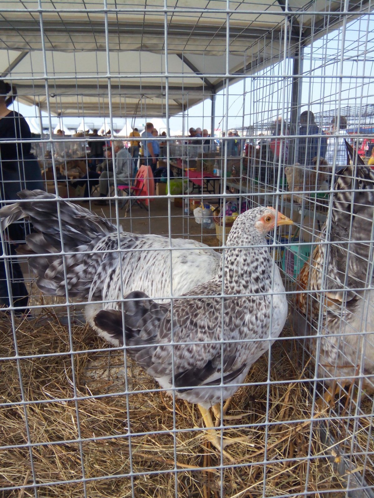 Цыплята Борковская