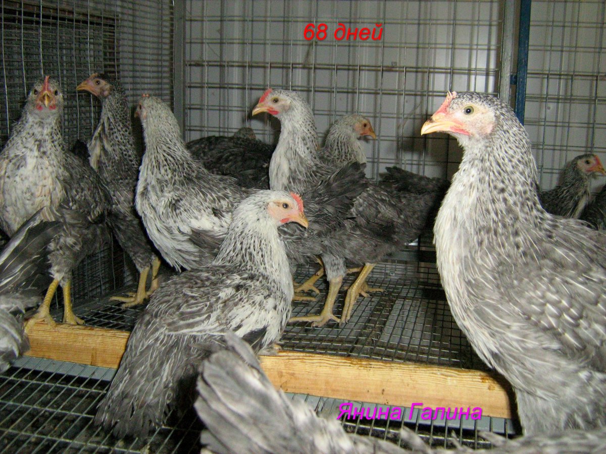 Борковская барвистая Белогрудка