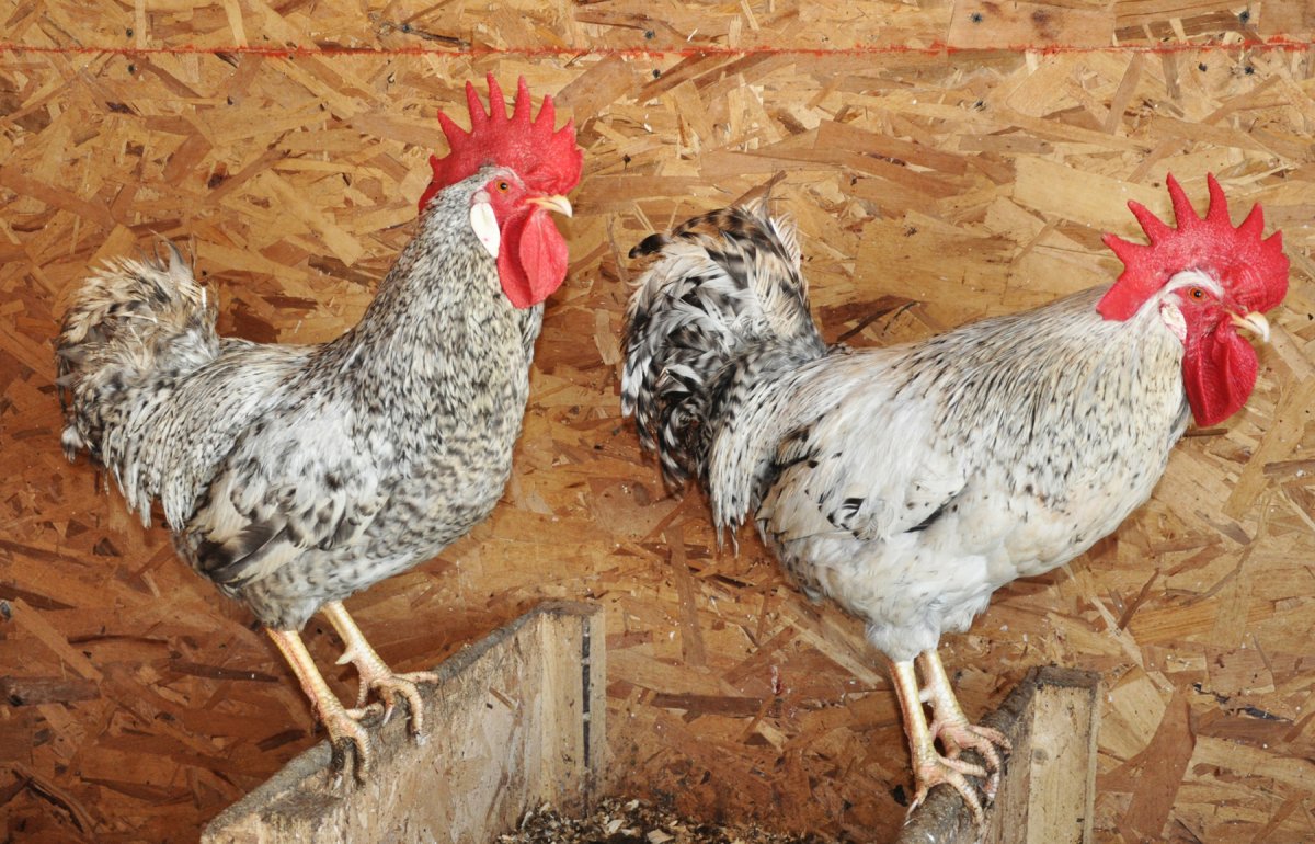 Барвистая Барковская порода кур