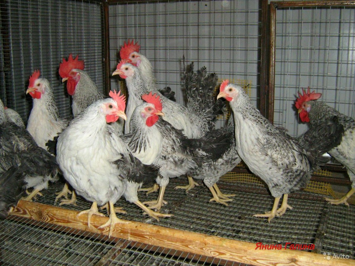 Барковская бараистая цыплята