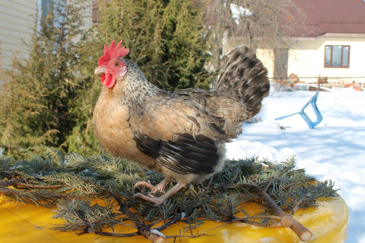 Петух Борковская барвистая