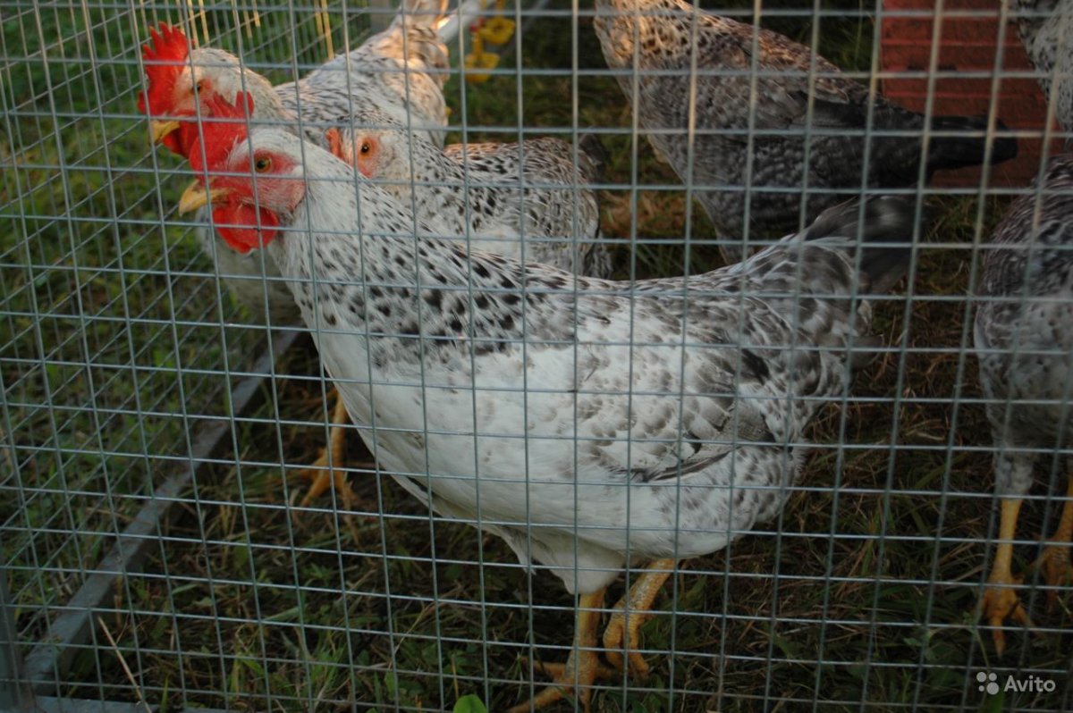 Серебристый Леггорн Борковская барвистая