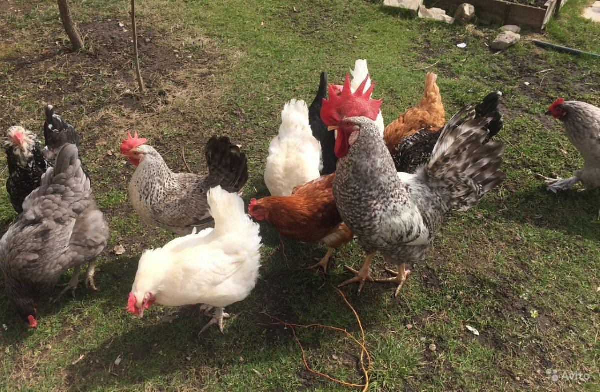 Отбор ия Борковская барвистая