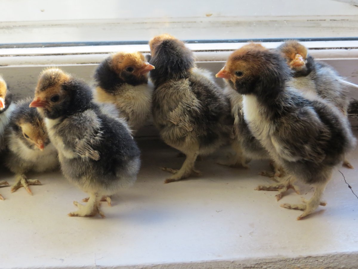 Барковская Барвиста