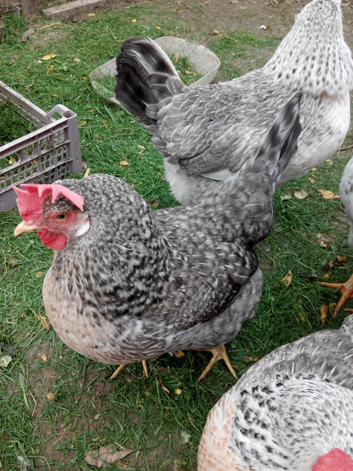 Суточные Борковские барвистые цыплята