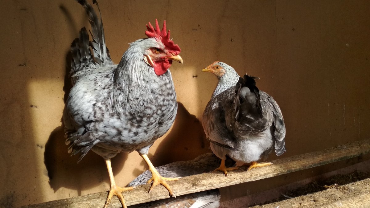 Борковская барвистая яйценоскость