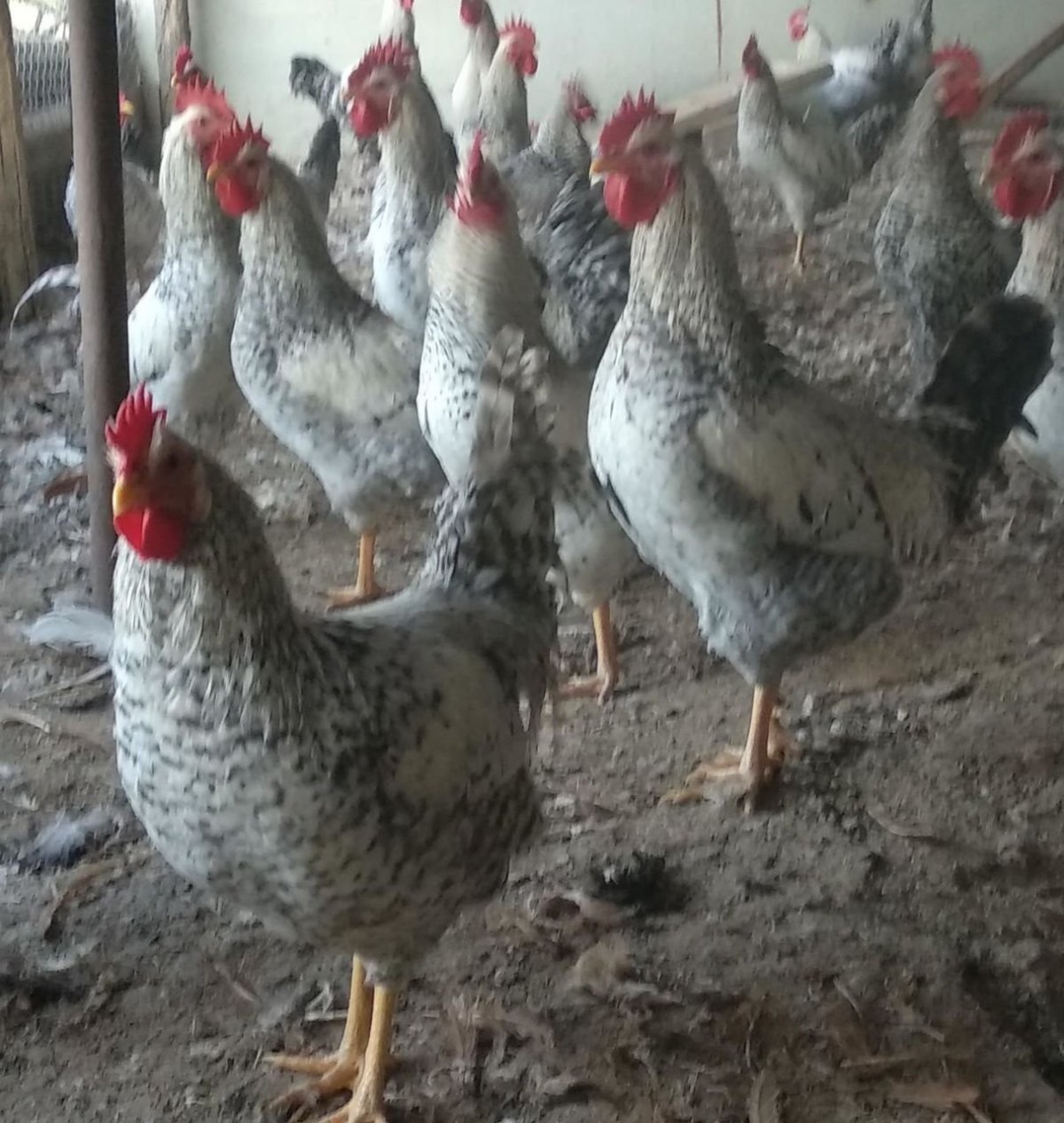 Петух Борковская барвистая