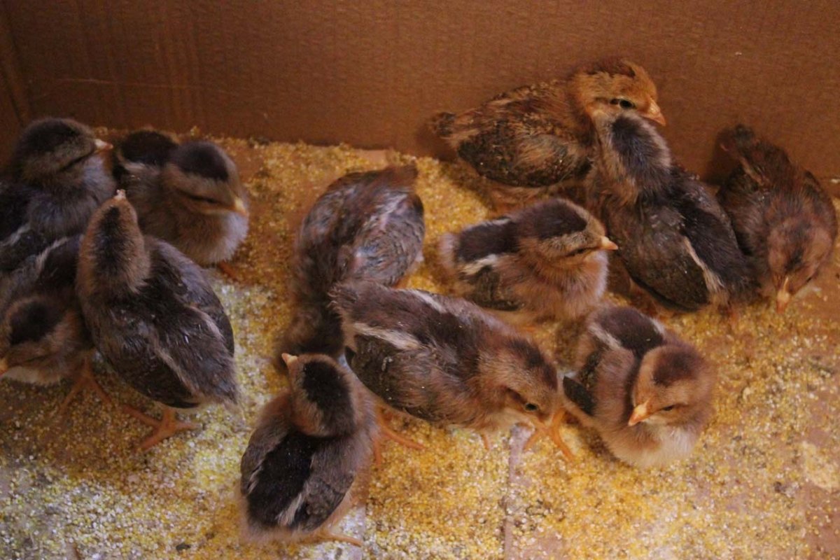 Борковская барвистая порода кур видео