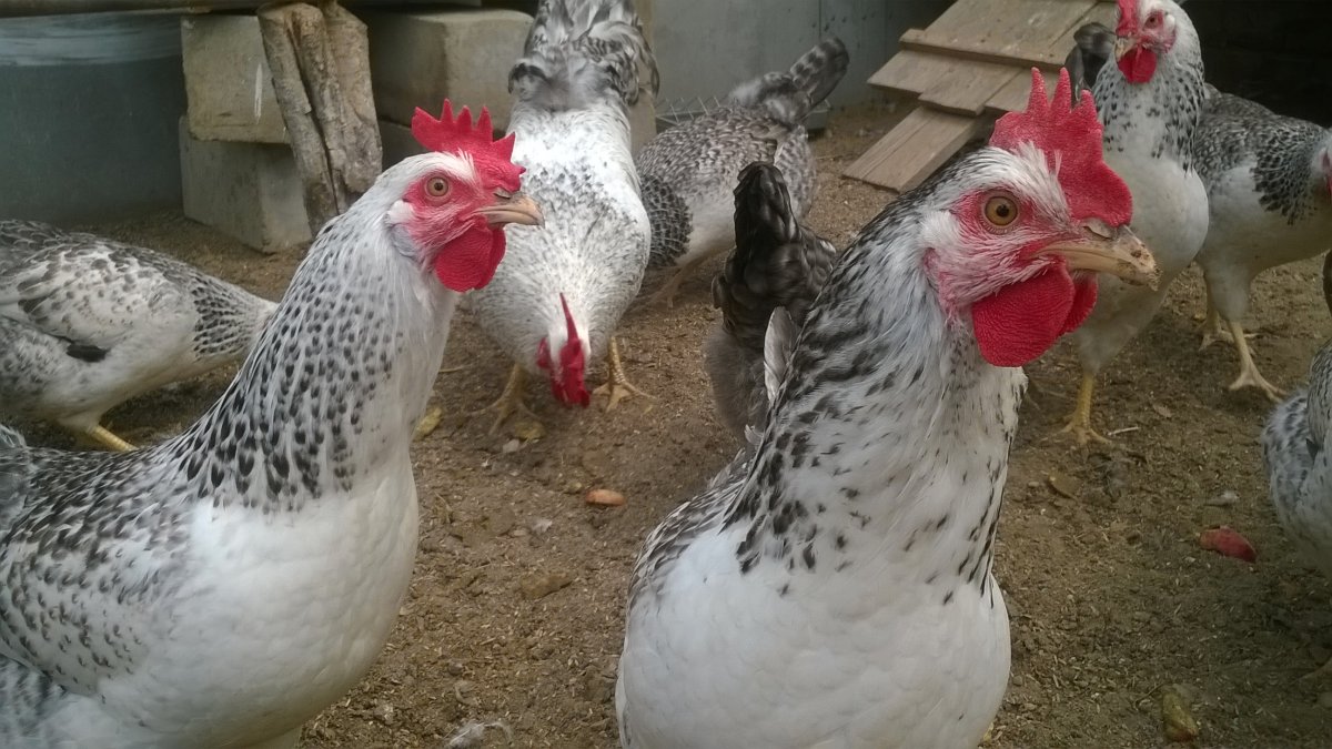 Цыплята несушки