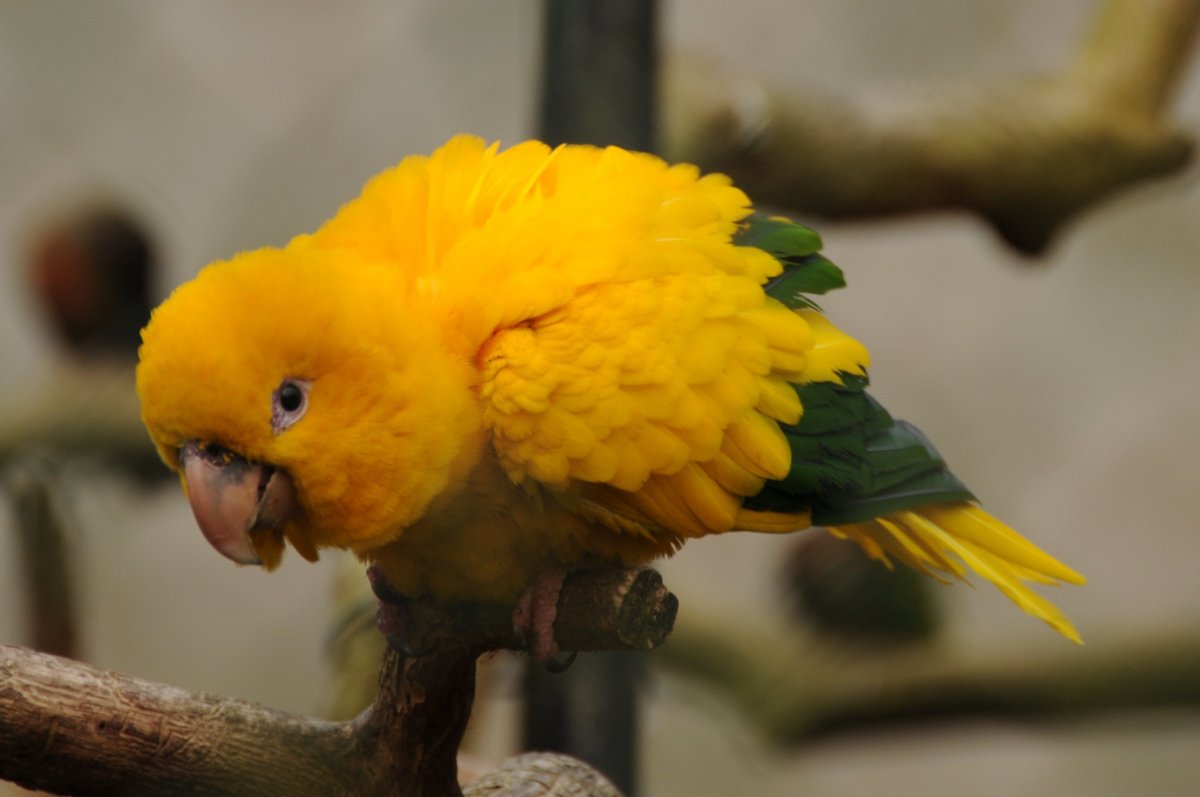 Попугай золотой аратинга