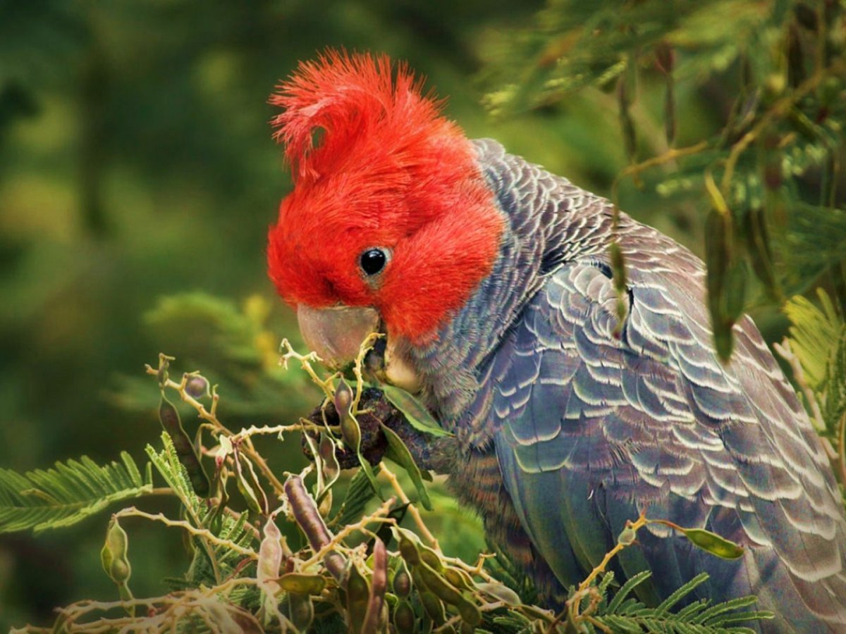 Шлемоносный Какаду