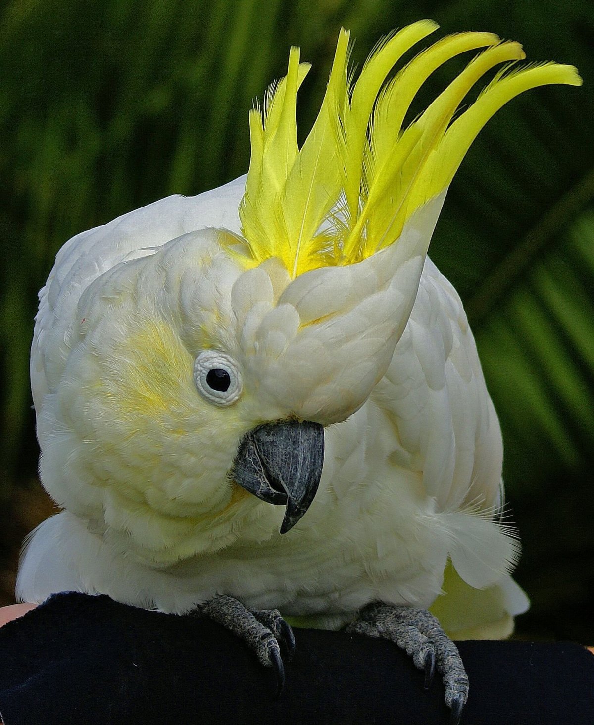 Попугай Какаду зеленый