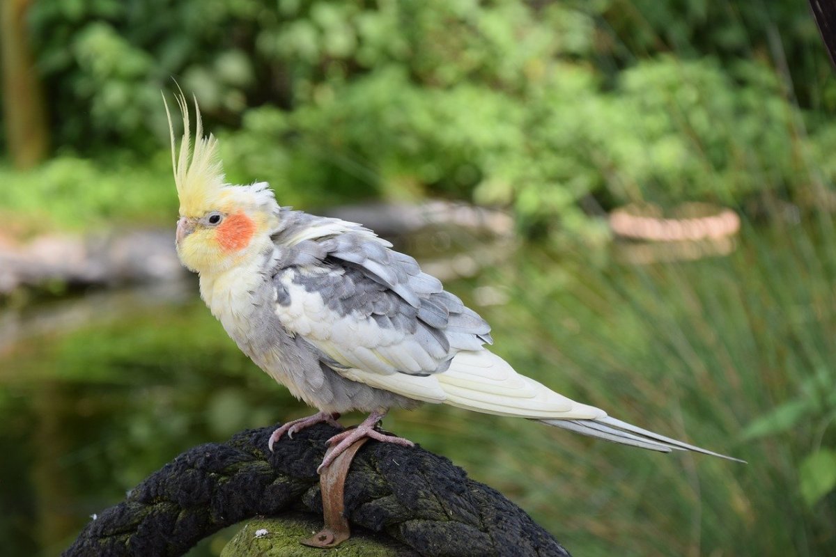 Белоголовые корелла