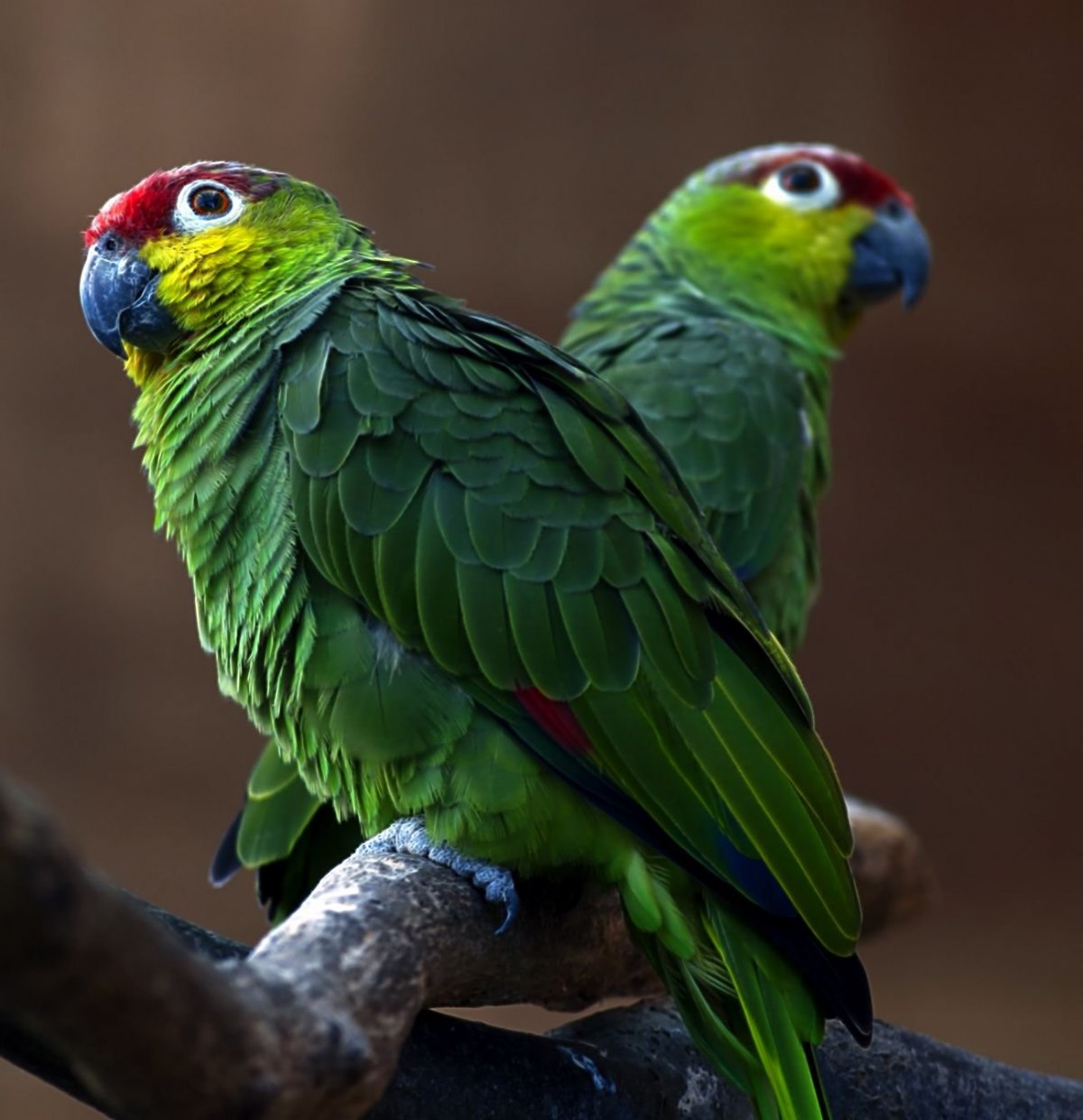 Попугай Королевский Амазон