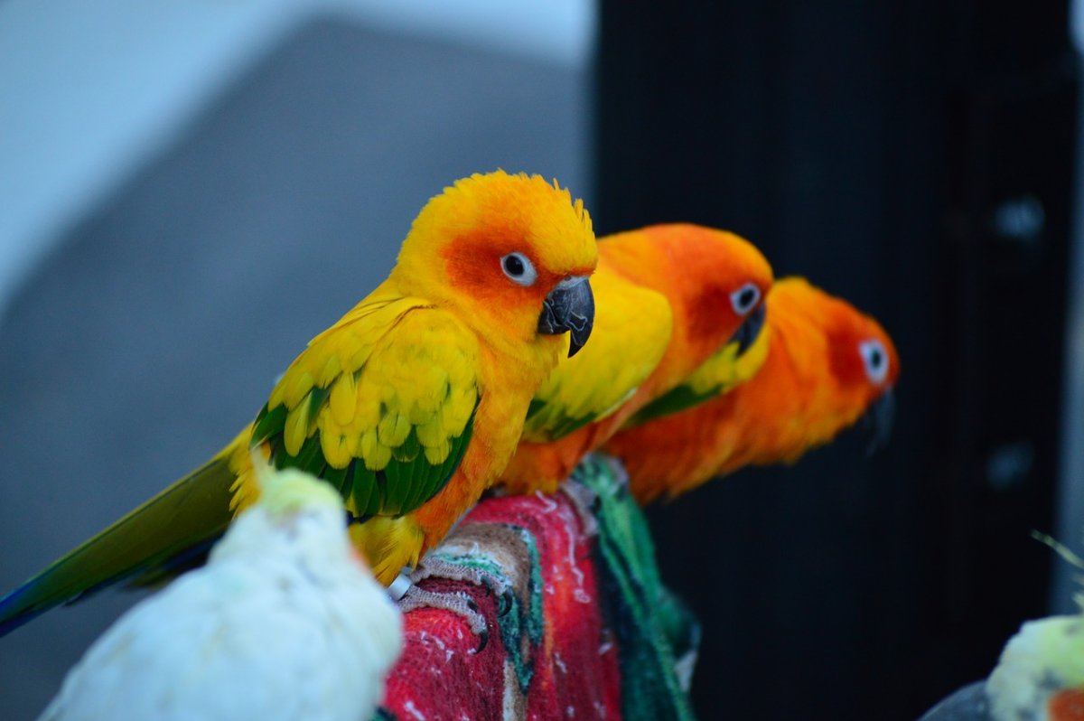 Разные попугаи