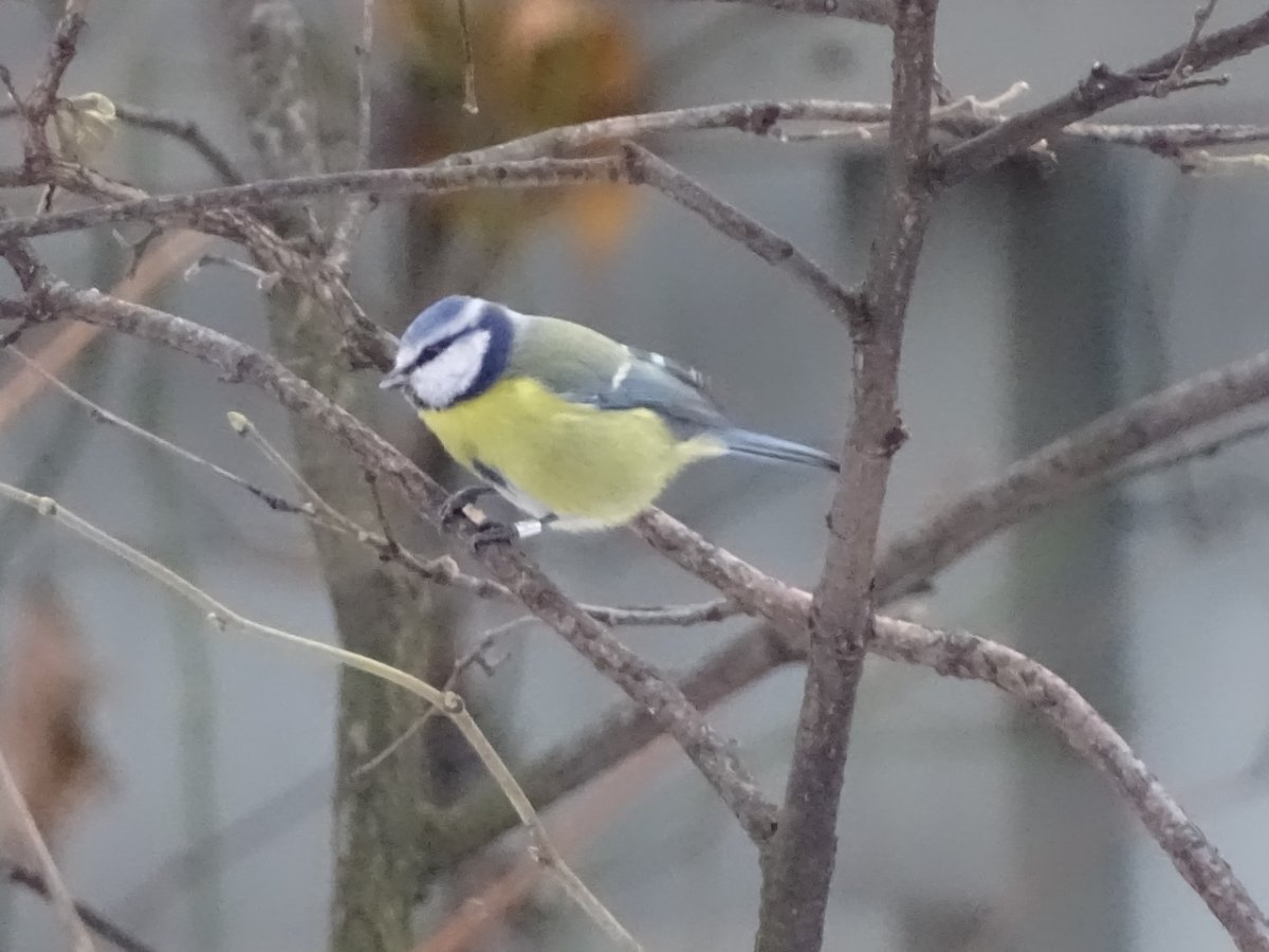 Фотоконкурс зимующие птицы