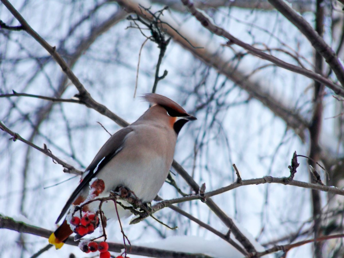 Американский свиристель