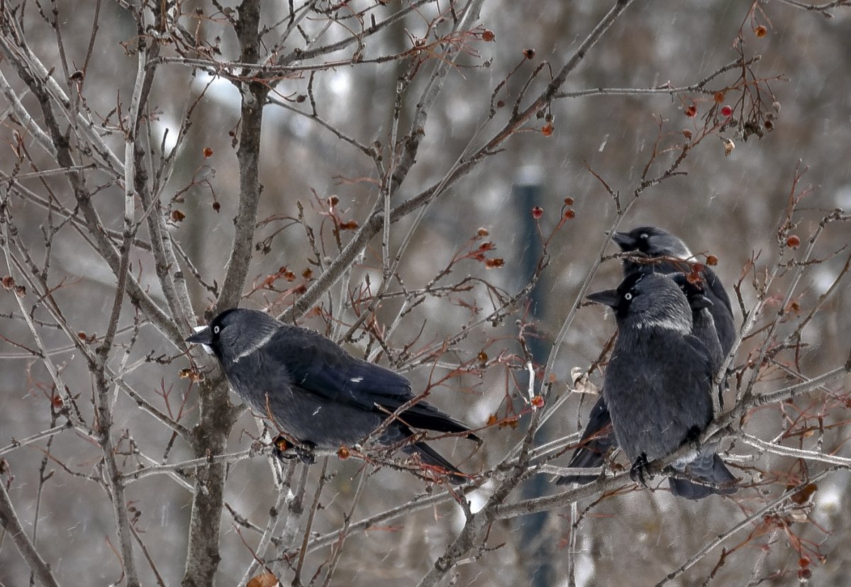 Снегирь синица свиристель