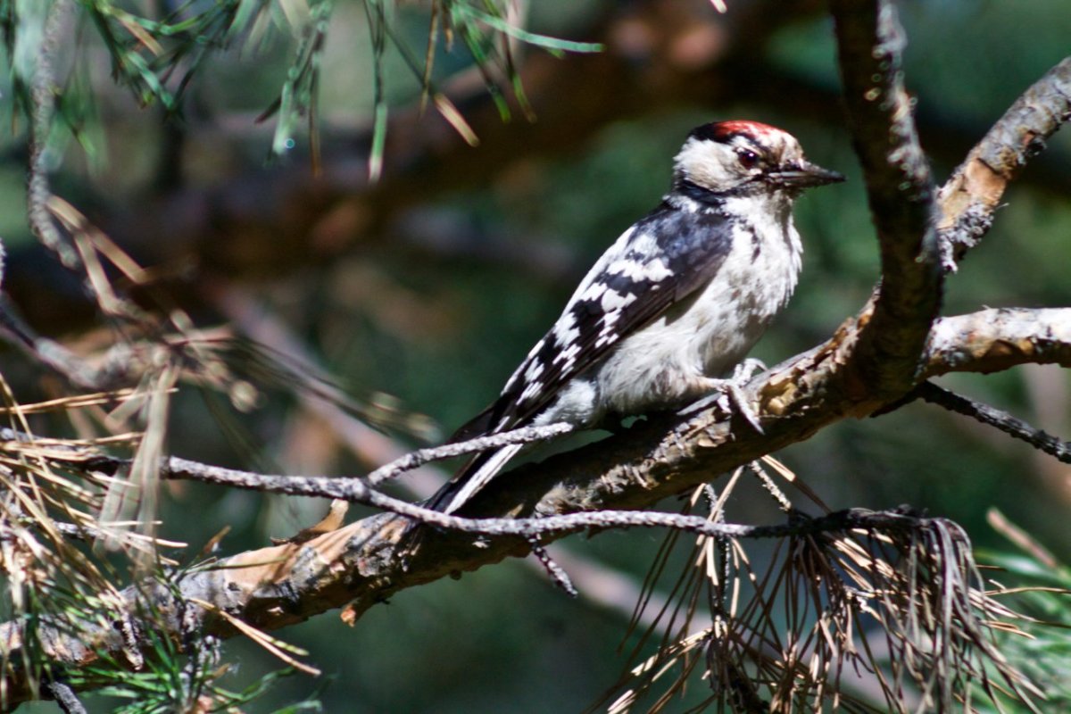 Зимние птицы Санкт-Петербурга