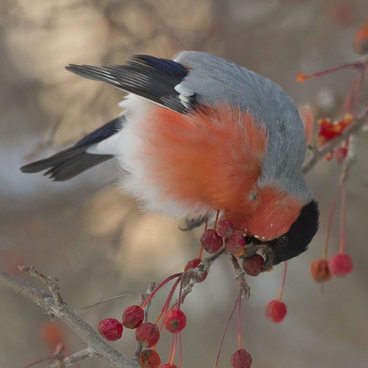 Свиристель птица