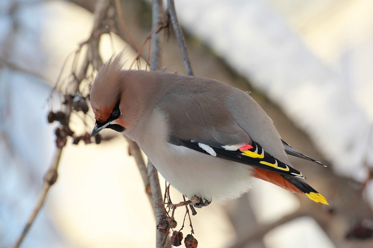 Свиристель обыкновенный (Bombycilla garrulus)