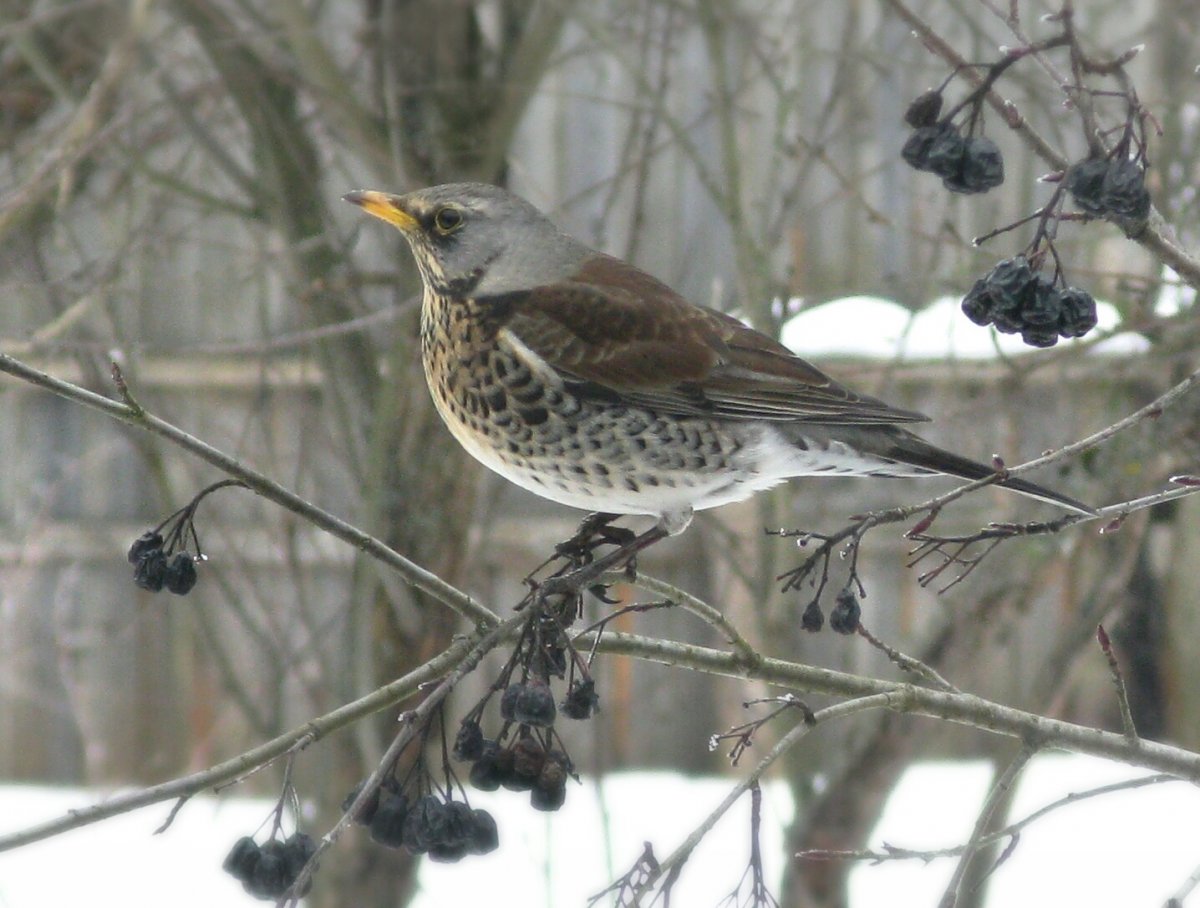 Ареал свиристели